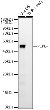 PCPE-1 Rabbit mAb