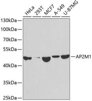 AP2M1 Rabbit pAb