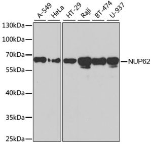 NUP62 Rabbit pAb