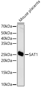 SAT1 Rabbit pAb