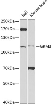 GRM3 Rabbit pAb