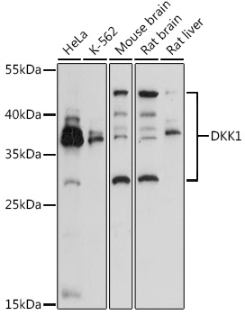 DKK1 Rabbit pAb
