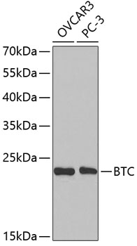 BTC Rabbit pAb