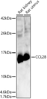 CCL28 Rabbit pAb