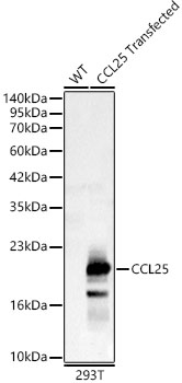 CCL25 Rabbit pAb