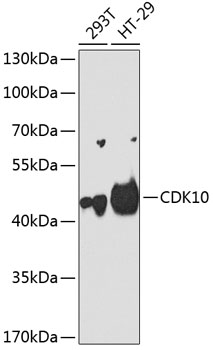 CDK10 Rabbit pAb