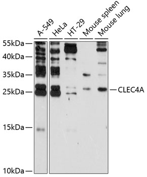 CLEC4A Rabbit pAb