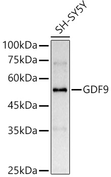GDF9 Rabbit pAb