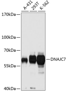 DNAJC7 Rabbit pAb