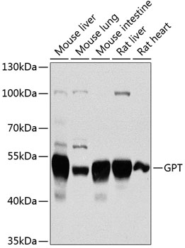GPT Rabbit pAb