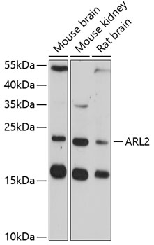 ARL2 Rabbit pAb