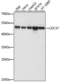 CDC37 Rabbit pAb
