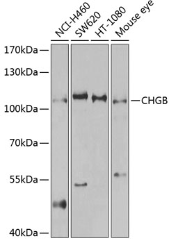 CHGB Rabbit pAb