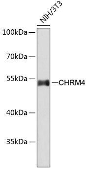 CHRM4 Rabbit pAb