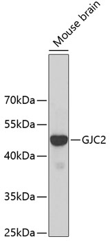 GJC2 Rabbit pAb
