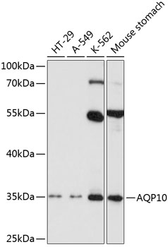 AQP10 Rabbit pAb