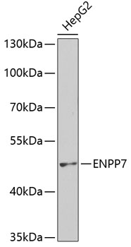 ENPP7 Rabbit pAb