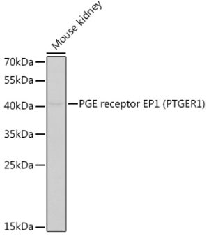 PGE receptor EP1 (PTGER1) Rabbit pAb