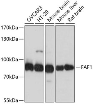 FAF1 Rabbit pAb