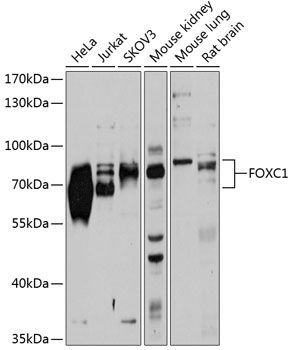 FOXC1 Rabbit pAb
