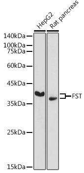 FST Rabbit pAb