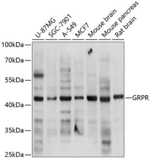 GRPR Rabbit pAb