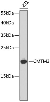 CMTM3 Rabbit pAb