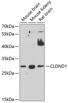 CLDND1 Rabbit pAb