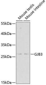 GJB3 Rabbit pAb
