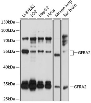 GFRA2 Rabbit pAb