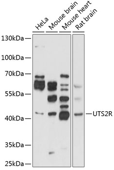 UTS2R Rabbit pAb