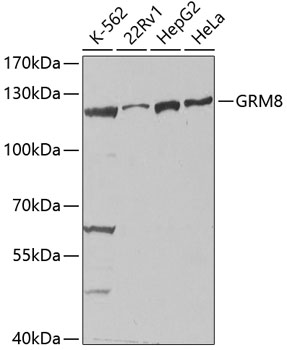 GRM8 Rabbit pAb