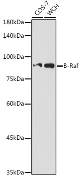 B-Raf Rabbit pAb