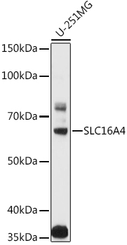 SLC16A4 Rabbit pAb