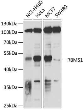 RBMS1 Rabbit pAb