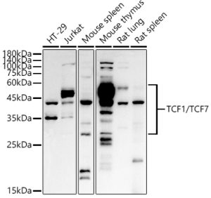 TCF1/TCF7 Rabbit pAb