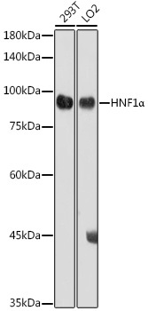 HNF1α Rabbit pAb