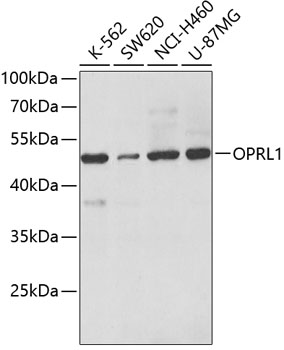 OPRL1 Rabbit pAb