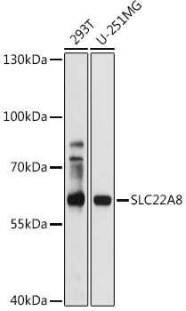 OAT3/SLC22A8 Rabbit pAb