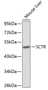 SCTR Rabbit pAb