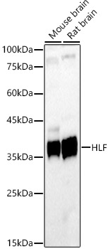 HLF Rabbit pAb