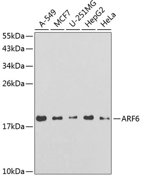ARF6 Rabbit pAb