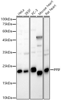 PPIF Rabbit pAb