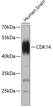 CDK14 Rabbit pAb