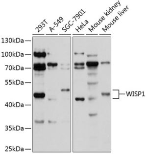 WISP1 Rabbit pAb