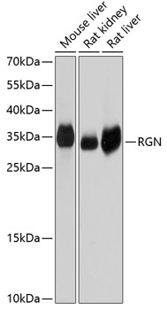 RGN Rabbit pAb