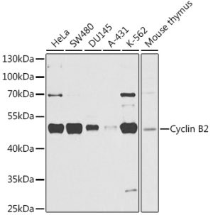 Cyclin B2 Rabbit pAb