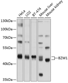 BZW1 Rabbit pAb
