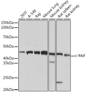 c-Maf Rabbit mAb