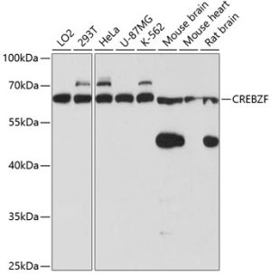 CREBZF Rabbit pAb